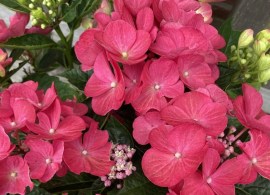 124658-2_hydrangea-macrophylla-rebellion-dark-pink-love-20240707-1-e1724041579873 — kopiya9